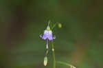 Small bonny bellflower